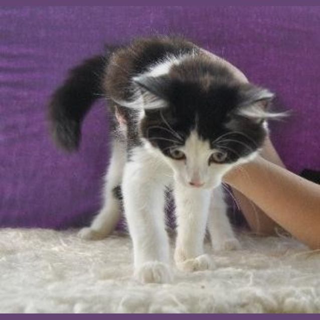 Photo of Swiper
