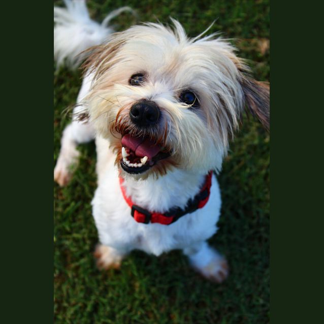 Photo of Zazu Aka Kafu