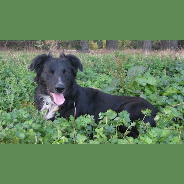 Photo of Scooter