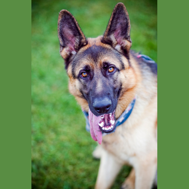 Photo of Rex