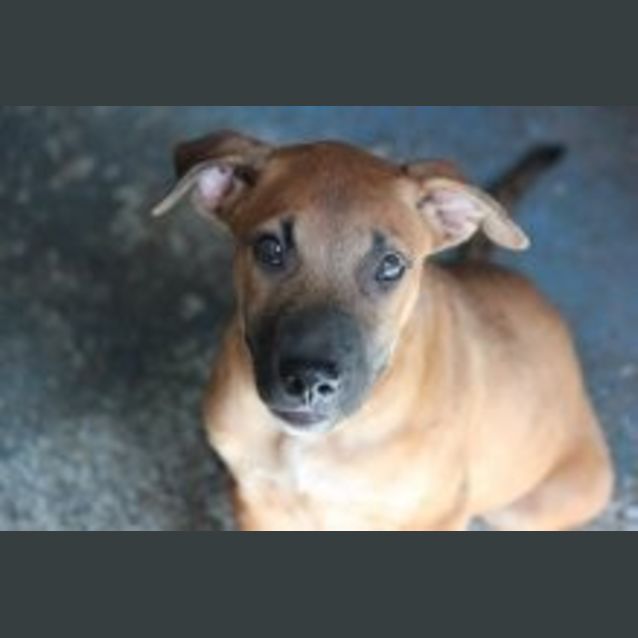 Photo of Tizzy