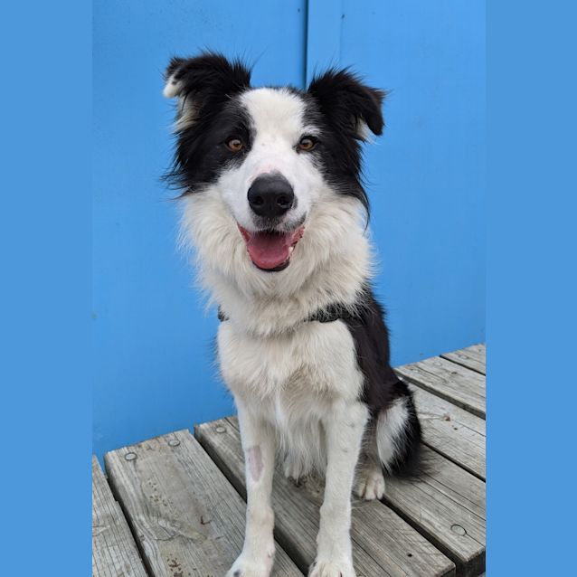 Photo of Shadow