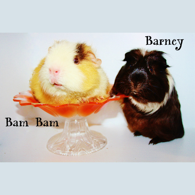 Photo of Bam Bam And Barney