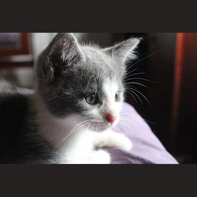 Photo of Isabella