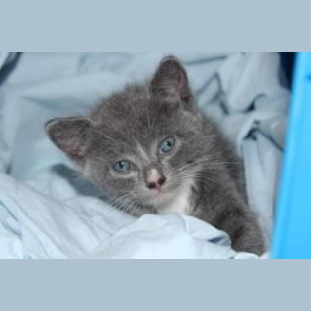 Photo of Winston