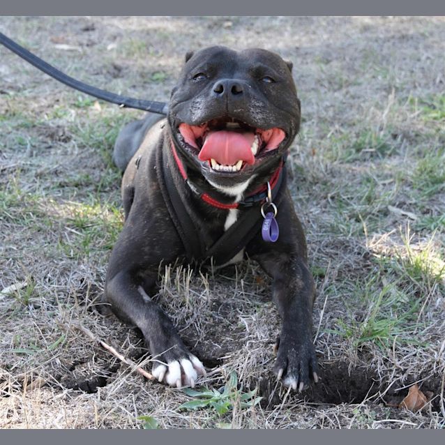 Photo of Dexter