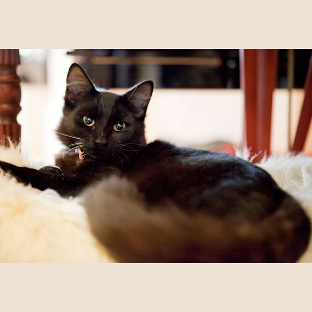 Photo of Pumpkin
