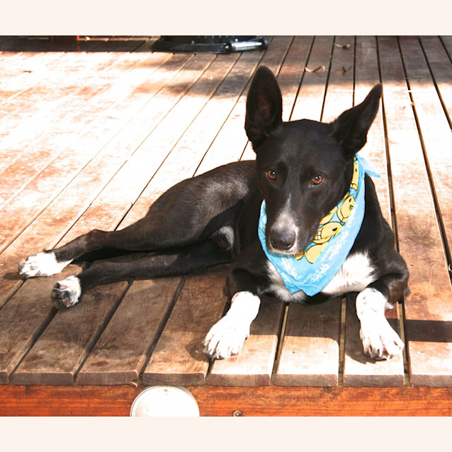 Photo of Brutis (On Trial 23/4/13)