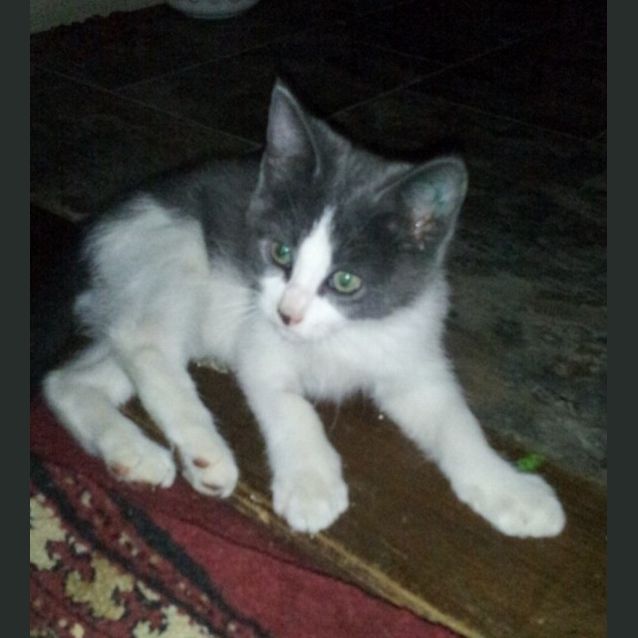 Photo of Oscar