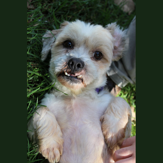 Photo of Benji