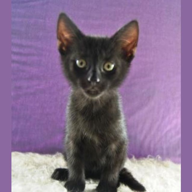 Photo of Minx