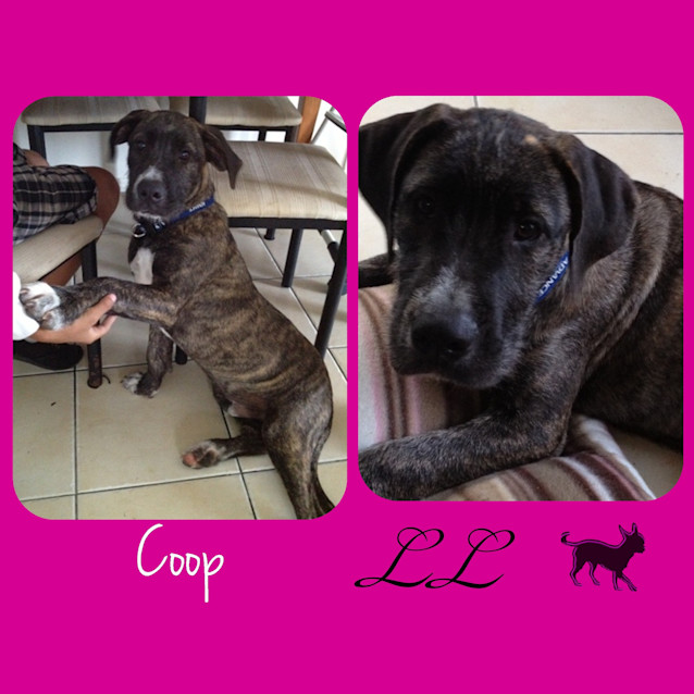 Photo of Coop
