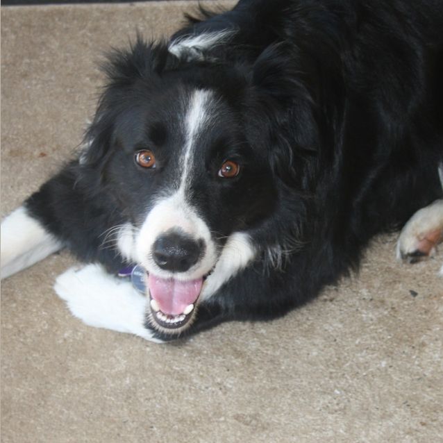 Photo of Buddy On Trial In His New Home