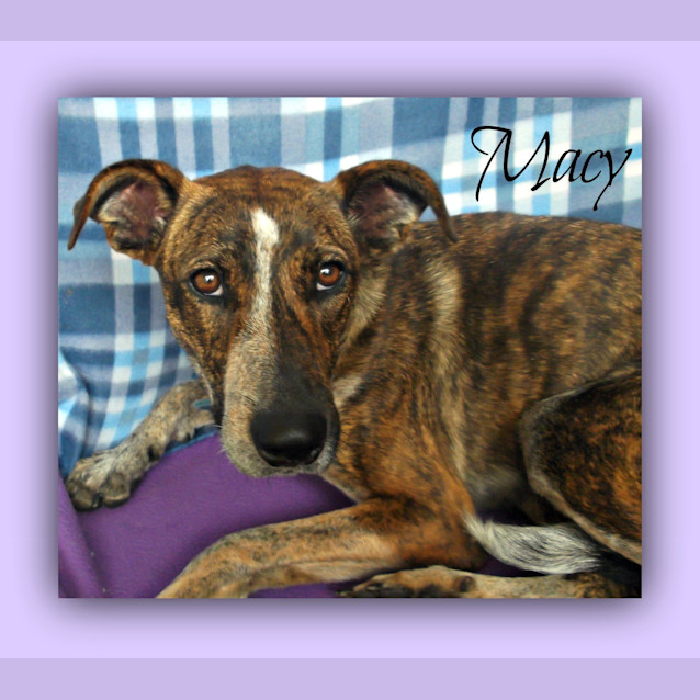 Photo of Macy