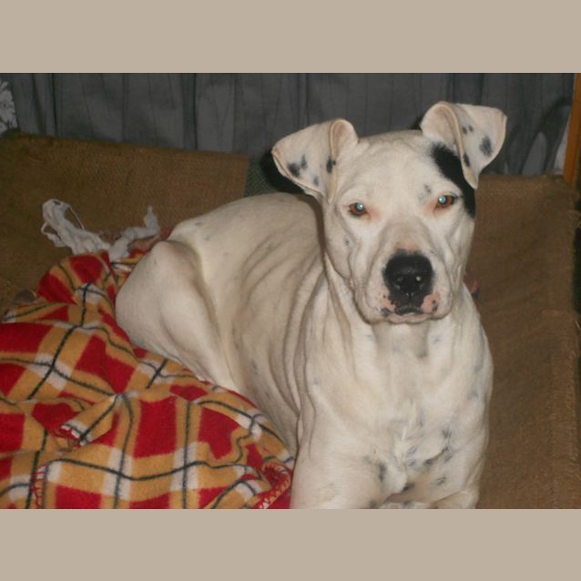 Photo of Trixie/Dale