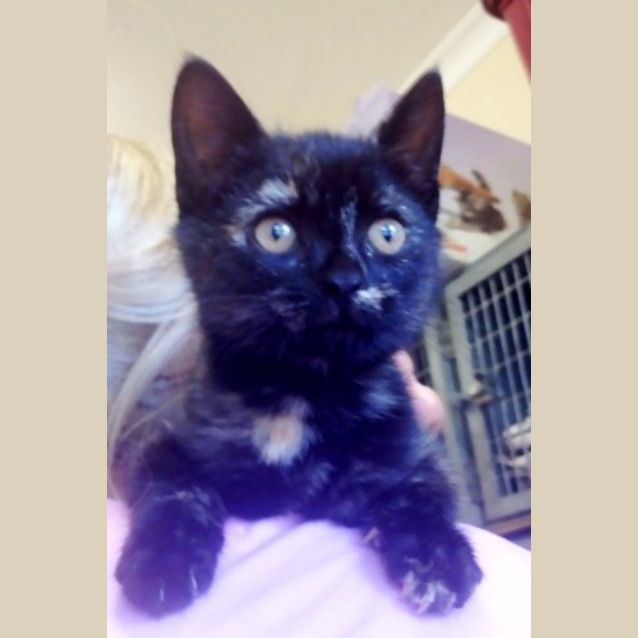 Photo of Chelsea Junior 