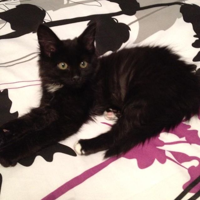 Photo of Jett ~ Black Medium Hair Male Kitten