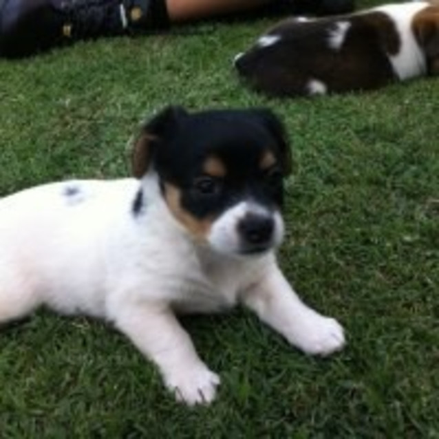 Photo of Lady