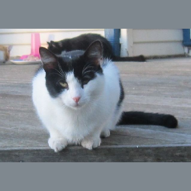 Photo of Otto