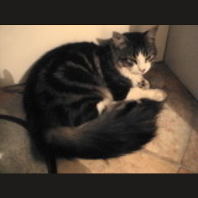 Photo of Monty