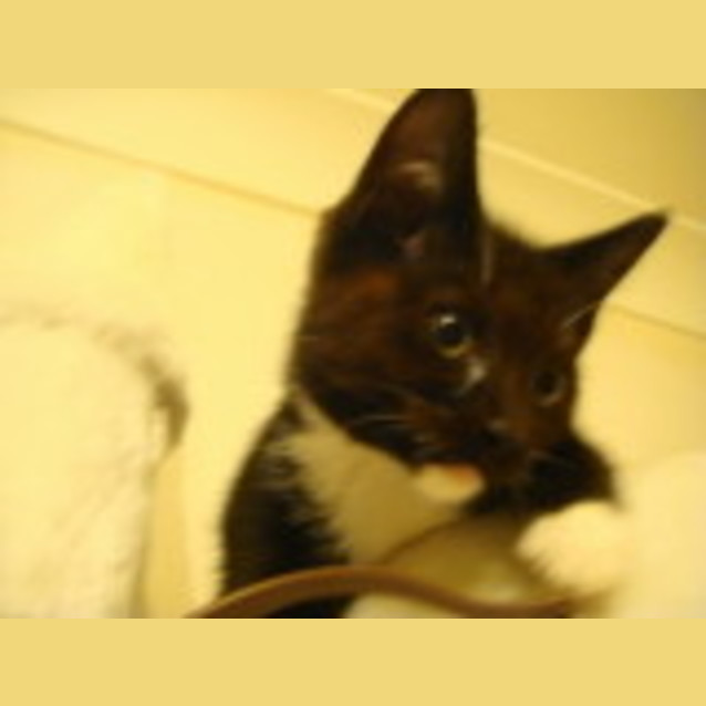 Photo of Sottie