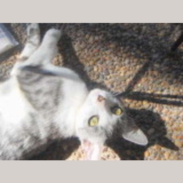 Photo of Stella