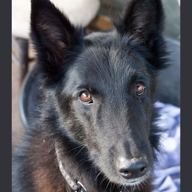 Photo of Rex