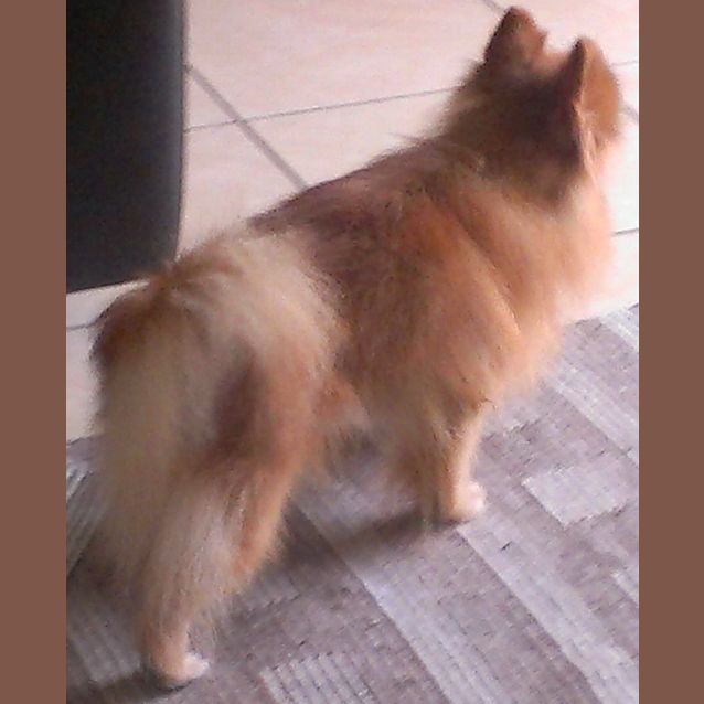 Photo of Honey