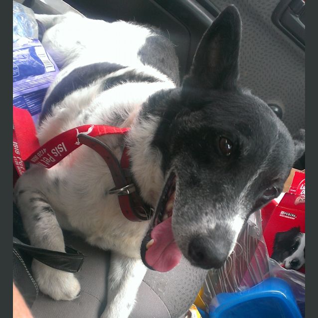 Photo of Chico