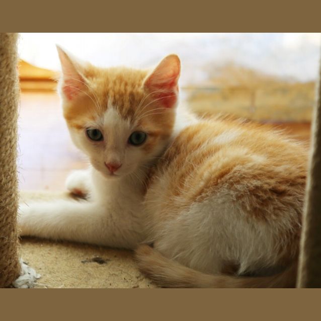 Photo of Indy