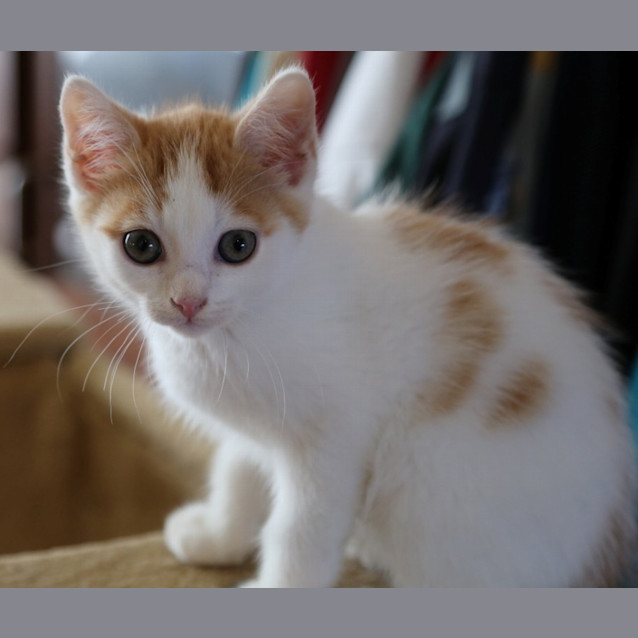 Photo of Marlin