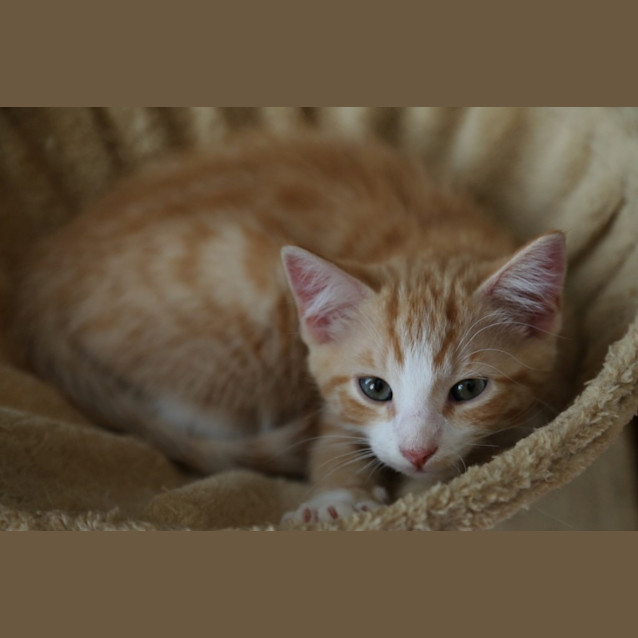 Photo of Sparky