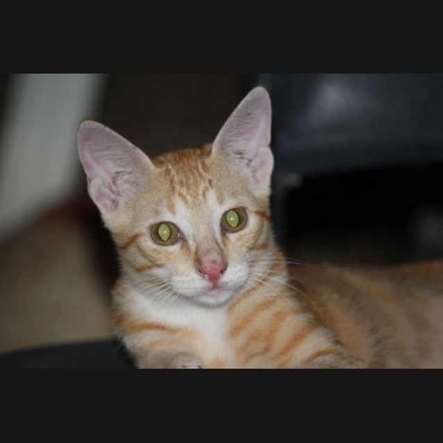 Photo of Spike