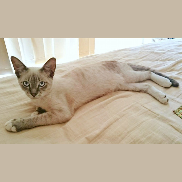 Photo of Crackers *Adoption Pending*