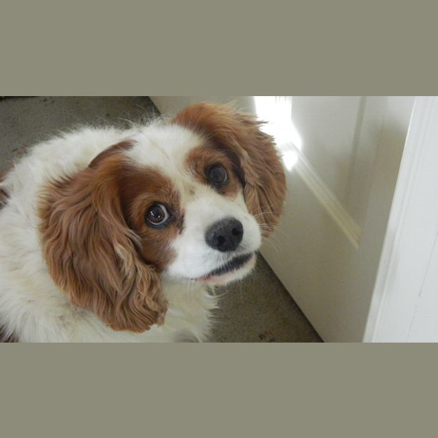 Photo of Lucky *On Trial In His New Home*