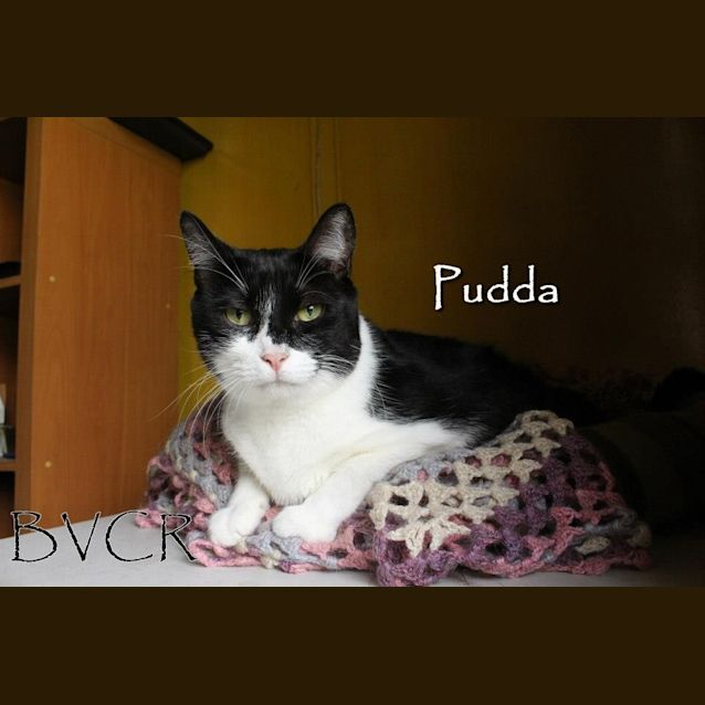 Photo of Pudda