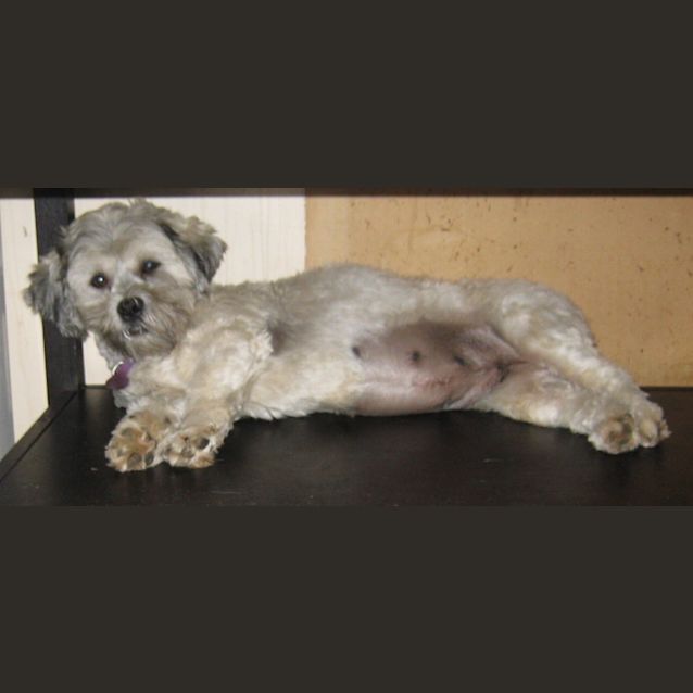 Photo of Marley