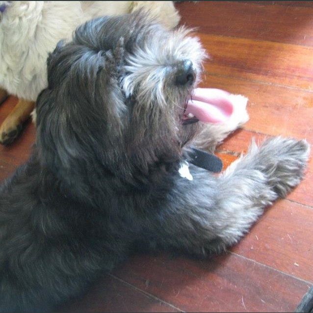 Photo of Axel