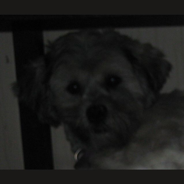 Photo of Marley