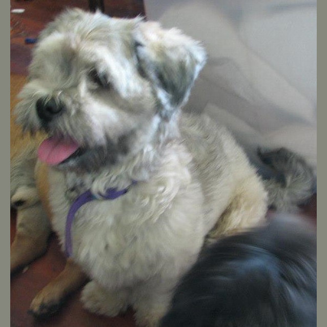 Photo of Marley