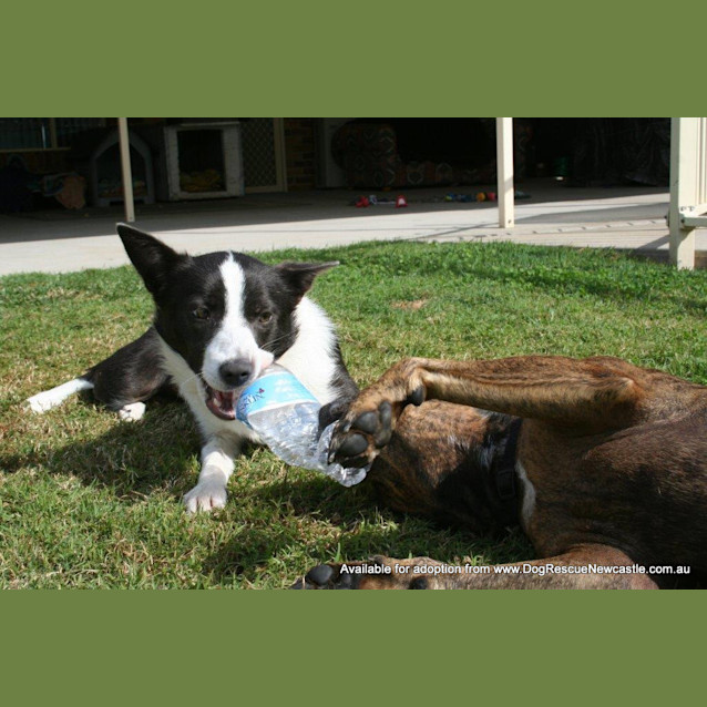 Photo of Sadie (On Hold Pending Adoption 24/5)