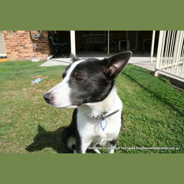 Photo of Sadie (On Hold Pending Adoption 24/5)