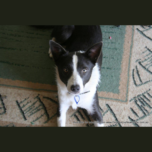 Photo of Sadie (On Hold Pending Adoption 24/5)