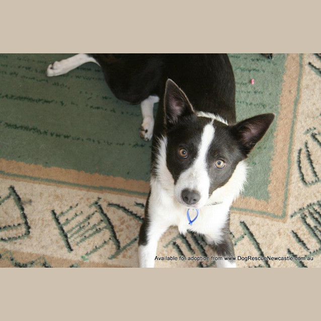 Photo of Sadie (On Hold Pending Adoption 24/5)
