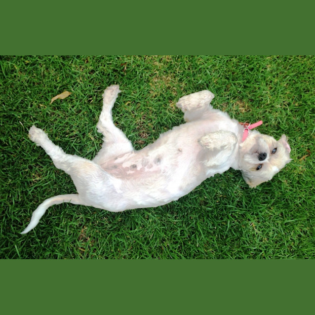 Photo of Precious Lola