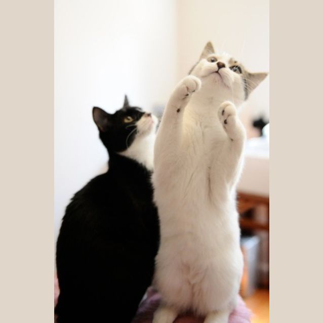 Photo of Teeki & Keeki