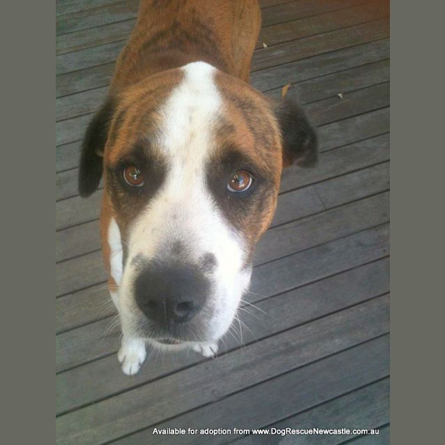 Photo of Dude (On Hold Pending Adoption On 9/5/13)