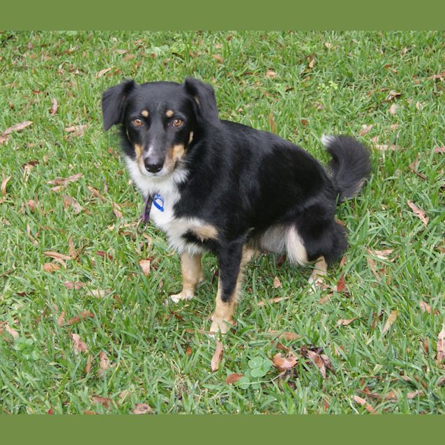 Photo of Missy (On Trial 5/5/13)