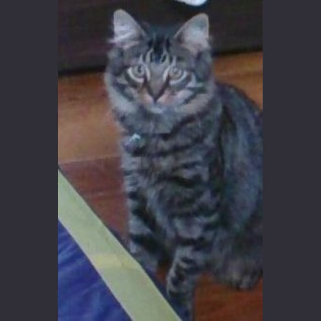 Photo of Rambo