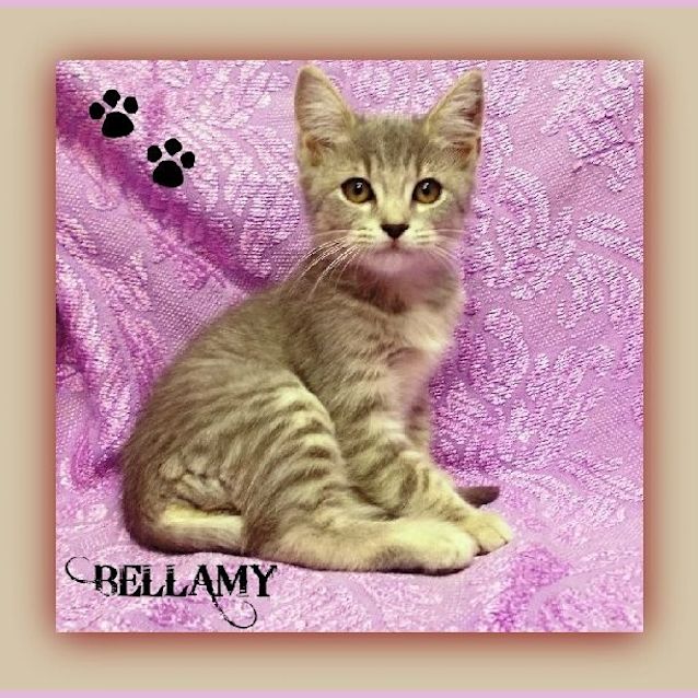 Photo of Bellamy